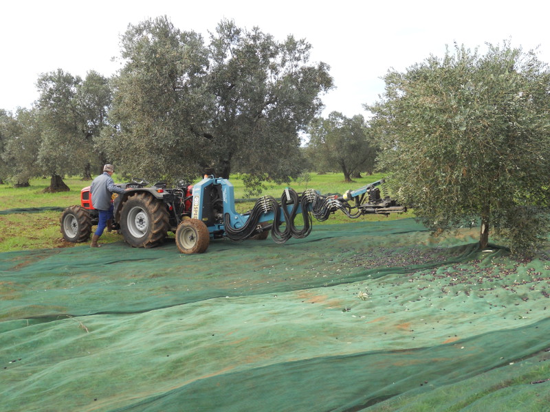 azienda agricola san vincenzo